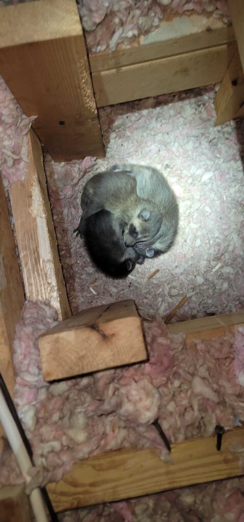 Absolute Cleanup & Removal