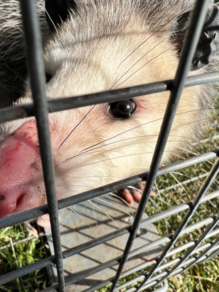 Absolute Cleanup & Removal