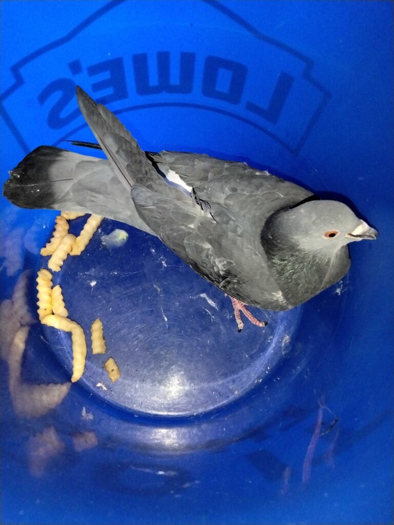 Absolute Cleanup & Removal