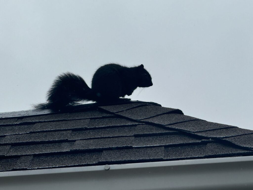 Absolute Cleanup & Removal